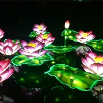 Gorgeous lily pads
