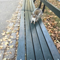 A friendly squirrel - I called him Arthur. He looked like an Arthur.